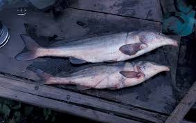 NSP:033 Rob Gates Freshwater Assassin & Croc Survivor