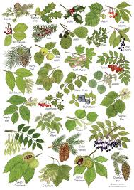 As a preventative measure, you can spray a 70 percent neem oil mixture once every 7 to 14 days. British Tree Leaves Identification A4 Card Poster