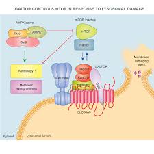 Image result for Yellow 1990 Thiele Inc