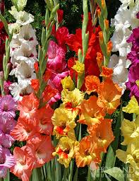 Image result for Gladiolus hollandii