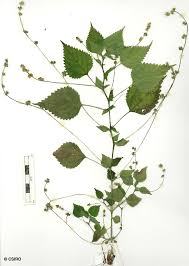 Image result for Laportea interrupta