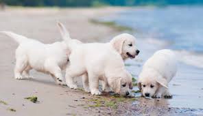 Also called white europeans, white goldens, or platinum retrievers, these dogs are still 100 percent golden retriever and retain all the. White Golden Retriever Puppies Petswithlove Us