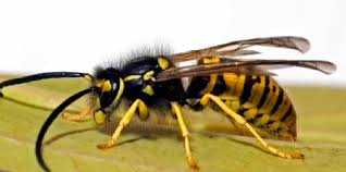 We pride ourselves on our customer service. Stl Pest Control 1315 Chestnut St Saint Louis Mo 63103 Yp Com
