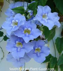 We have a permanent population of blue morning glories. Sky Vine