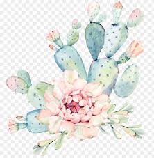 Maybe you would like to learn more about one of these? Cactaceae Watercolor Painting Succulent Plant Euclidea Png Image With Transparent Background Toppng