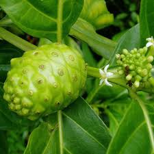 Image result for Morinda citrifolia