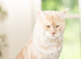 ‪Cat Breeds and Their Characteristics | L&L Info Hub – Lords & Labradors‬‏