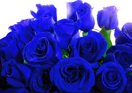 Mawar biru ini diperoleh untuk alat mengekpresikan rasa cinta dan kasih sayang. Mawar Biru Toko Bunga Murah Di Jakarta Barat Online Tws Florist