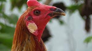 Maybe you would like to learn more about one of these? Ketahui Ciri Ciri Ayam Peru Yang Berkualitas Trikmerawat Com