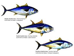 Yellowfin can live up to six or seven years. Maps Global Tuna Management The Pew Charitable Trusts