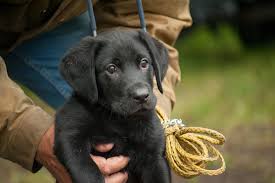 Lab puppies for adoption in california. Home Best Friend