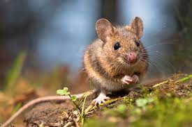 / 15cm is about 6, which is average. Maus Tier Steckbrief Fur Kinder Schule