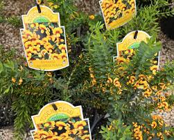 Image result for Catunaregam obovata