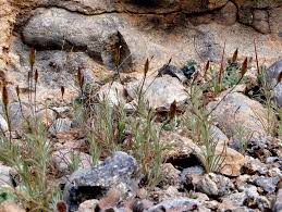 Image result for Leysera