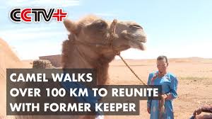 Learn how to train a camel using the camel connection trust based camel training® mthod using these three steps to train a camel. Camel Walks Over 100 Km Alone In Gobi Desert To Reunite With Former Keeper Youtube