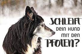 pfotenschleifen beim hund midoggy community hunde alter hund gesunde hunde