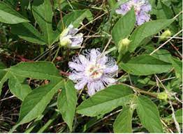 Check spelling or type a new query. Weed Of The Month Maypop Passionflower Integrated Crop And Pest Management News Article Integrated Pest Management University Of Missouri