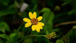 Image result for Aspilia