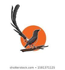Burung murai batu lampung kini mulai langka keberadaannya sehingga harganya semakin mahal pula. Vector Murai