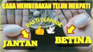 Apakah telur jantan dan betina. Cara Membedakan Telur Merpati Jantan Dan Betina Efektif Dan Di Jamin Berhasil Youtube