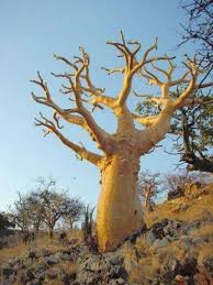 Image result for Sterculia quinqueloba