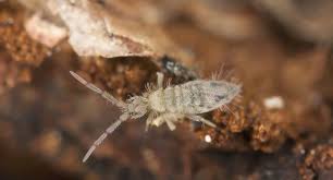 Springtails Bioactive Clean Up Crew Springtails Best Pest Control Humming Bird Feeders