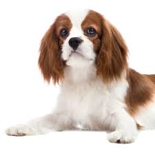 A few years later, the opportunity to buy a cavalier presented itself and without hesitation we jumped at the chance. Petland Texas