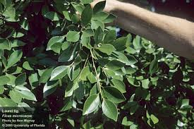 Image result for Ficus conraui