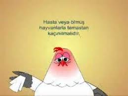 Kus Gribi Youtube
