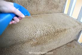 Use a dry towel and blot the stain dry. Remove Poop Stains And Smells From Carpets With This Diy Solution