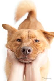 Blood in dog stool can be alarming for any pet parent. What Should Dog Poop Look Like