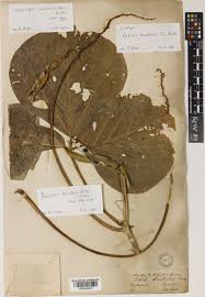 Image result for Nesphostylis holosericea