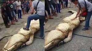 Buaya adalah reptil bertubuh besar yang hidup di air. Diduga Memangsa Manusia Perut Buaya Ini Dibelah Setelah Dibuka Ternyata Isinya Tribun Wow