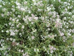 Image result for Corrigiola