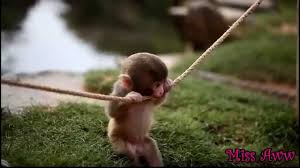 Browse 1,455 cute baby monkey stock photos and images available, or start a new search to explore more stock photos and images. Baby Monkey Playing With Rope Cute Video Youtube