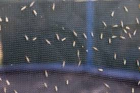 Catscratch disease (csd), also known as catscratch fever or subacute regional lymphadenitis, is a bacterial infection affecting lymph nodes that drain the sites of inoculation. How To Repair Window Screens Popular Science