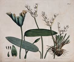 Image result for Aponogetonaceae