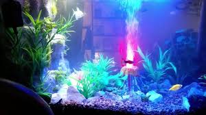 Tanaman yang hidup dapat menghilangkan nitrat gunakan lumut daun untuk menghias bagian bawah dan depan akuarium. Hiasan Aquarium Home Facebook