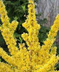 A simple, undemanding shrub, that provides an abundance of bright cheery yellow flowers in spring. Forsythia How To Grow Prune Forsythia Bushes Garden Design