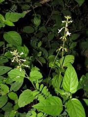 Image result for Orthosiphon thymiflorus