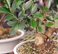Brussel's Bonsai Live Golden Gate Ficus Indoor Bonsai Tree - Large, 10  Years, 16 to 20 In - Live Bonsai Tree in Ceramic Bonsai Pot