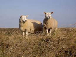 Texelschaf Tier Fotos Schafe Tiere
