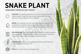They were first cultivated and kept as treasured houseplants in china because it was snake plant is ideal for beginner gardeners, as it is almost impossible to kill them. Snake Plant Sansevieria Care Card Etsy Snake Plant Plant Care Houseplant Snake Plant Care