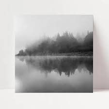 Misty Washington Coast Trees