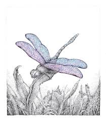 New research from case western reserve university in how dragonflies may adapt their wing color to temperature differences might explain color variation in other animals, from lions to birds. Drawing A Dragonfly Stippling With Pen And Ink