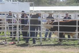 You just have to start the tool and it will automatically start rsl via the plarium client. Walgett Show Society Inc Posts Facebook