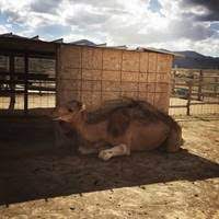 The following 9 files are in this category, out of 9 total. Scipio Ut Gas Station Petting Zoo