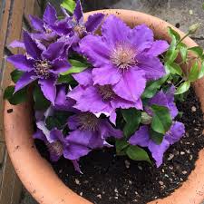 Rooguchi clematis is in pruning group 3. Clematis Bijou Clematis Bijou In Gardentags Plant Encyclopedia