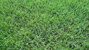 Install your sod immediately and begin watering! How To Care For Your Lawn In Florida During Winter Months