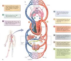 Systemic Pulmonary Circulation 2 4 3 Circulatory System